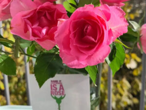 Der Roses Revolution Day in Paderborn. Dieser Gedenktag macht auf obstetrische Gewalt während der Geburt aufmerksam. Für betroffene Frauen kann das Niederlegen einer Rose vor der Klinik, in der sie schlechte Erfahrungen gemacht haben, ein wichtiger Schritt zur Verarbeitung sein.